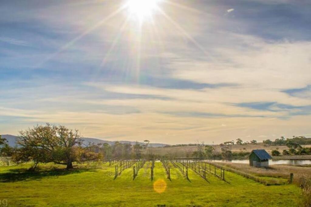 فيلا *Newly Relisted* Coach House At Lisdillon Vineyard Little Swanport المظهر الخارجي الصورة